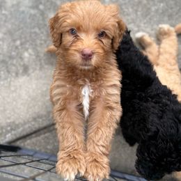 Winston - Apricot male Goldendoodle puppy in Richlands, North Carolina from Poodlesndoodles
