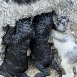 Labradoodle Puppies from Bear Creek Labradoodles