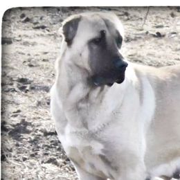 Princess - Turkish Boz Shepherd