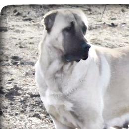 Princess - Turkish Boz Shepherd