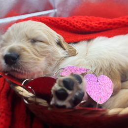 Golden Retriever Puppies from Great Lakes Golden Retreivers