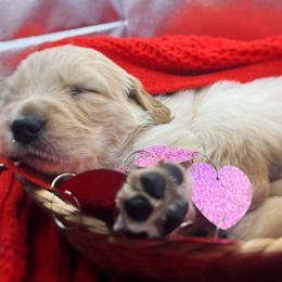 Golden Retriever Puppies from Great Lakes Golden Retreivers