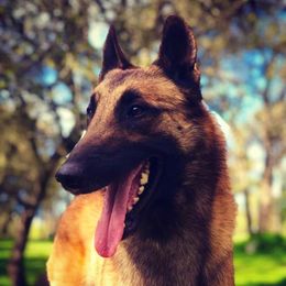 Drogon  - Belgian Malinois