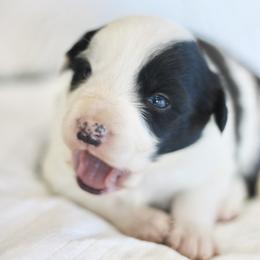 Charlie - Black and white male Border Collie puppy in Hesperus, Colorado from I&A Border Collies