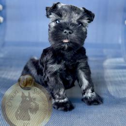 Miniature Schnauzer Puppies from Crown Schnauzers KC