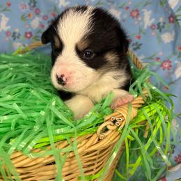 Zazu - Black and tan male Pembroke Welsh Corgi puppy in Washington from KB Corgis
