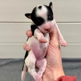Fancy - Black tri-color female Aussiedoodle puppy in Heber City, Utah from Junipersdoodles