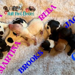Brooks - Piebald male Dachshund puppy in Farmington, Minnesota from Half Pint Doxies