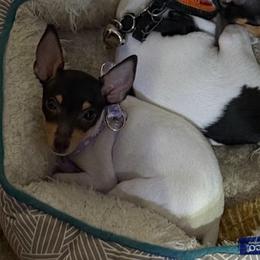 Candi - White black and tan female Toy Fox Terrier puppy in Clermont, Florida from Debbie Hiles's Toy Fox Terriers