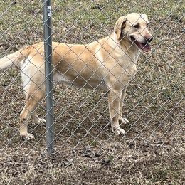 Riley - Labrador Retriever