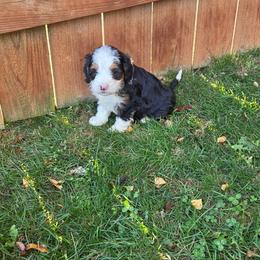 Barney - Tri-color male Bernedoodle puppy in East Earl, Pennsylvania from Mountainside Puppies