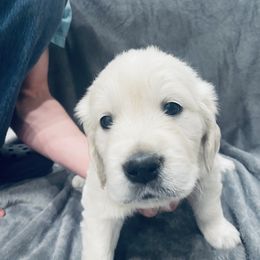 Golden Retriever Puppies from Valiant Goldens