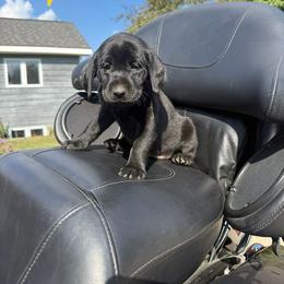 Yellow Collar - Black female Labrador Retriever puppy in Davison, Michigan from Lucas's Pointing Labrador Retrievers