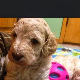 Poodle Puppies from Authentic Poodle Co