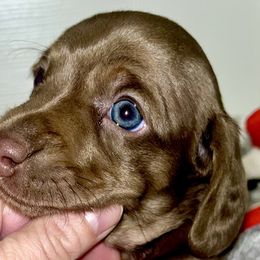 Dachshunds from Montcorn Doxies