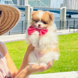 Biscuit - Chocolate and tan male Pomeranian puppy in Green Cove Springs, Florida from Natasha's Ark of Joy