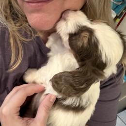 Cupid has that RBF face like his momma - Piebald male Dachshund puppy in Erie, Michigan from Champagne’s Grinch Toe’d Dachshunds