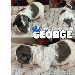 George - Tri-color male Cavapoo puppy in Thorndale, Texas from Hattie’s Texas Cavapoos