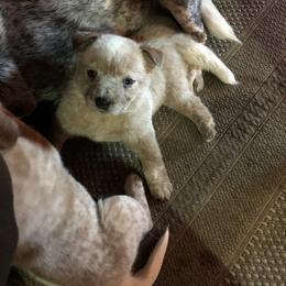 Boy 2 - Red mottled male Australian Cattle Dog puppy in Sheridan, Oregon from 6pk Cattledogs