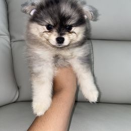 Pomeranian Puppies from Furever Blessed