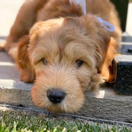 Australian Labradoodle Puppies from Pixie Doodle Paws