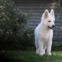 Berger Blanc Suisse Puppies from Nasha Comanda White Swiss Shepherds
