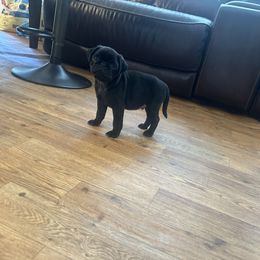 Sam - Black male Pug puppy in Indian Trail, North Carolina from Love Pugs