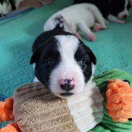 Phoenix - Black and white male Border Collie puppy in Morgan, Texas from Shooting Star Ranch