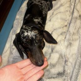 Ziggie - Dachshund