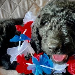 Orange girl - Black Goldendoodle puppy in Thomasville, North Carolina from North Carolina Doodles- Thomasville