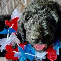 Orange girl - Black Goldendoodle puppy in Thomasville, North Carolina from North Carolina Doodles- Thomasville