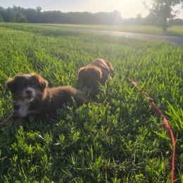 Talako (with tail) - Red tri male Miniature Australian Shepherd puppy in Arlington, Texas from CopperHead Aussies