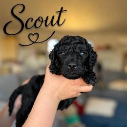 Scout - Black male Bernedoodle puppy in Fort Collins, Colorado from Front Range Family Doodles