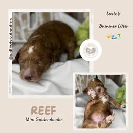 Reef - Phantom male Goldendoodle puppy in Hemet, California from Vallevistadoodles