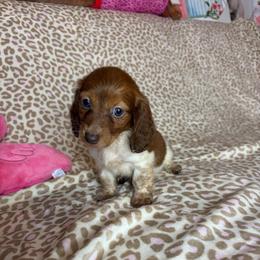 Susie - Piebald female Dachshund puppy in Lake City, Florida from My Ditzy Doxies of Florida