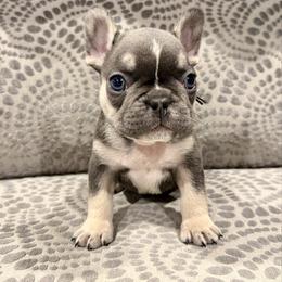 Black collar - Tricolors male French Bulldog puppy in Wagoner, Oklahoma from Frenchie Frys
