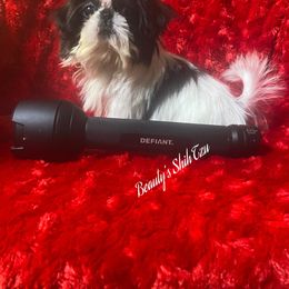 Teeny Tiny Jack - Black and white male Shih Tzu puppy in Lawrenceville, Georgia from Beauty's Shih Tzu (Georgia)