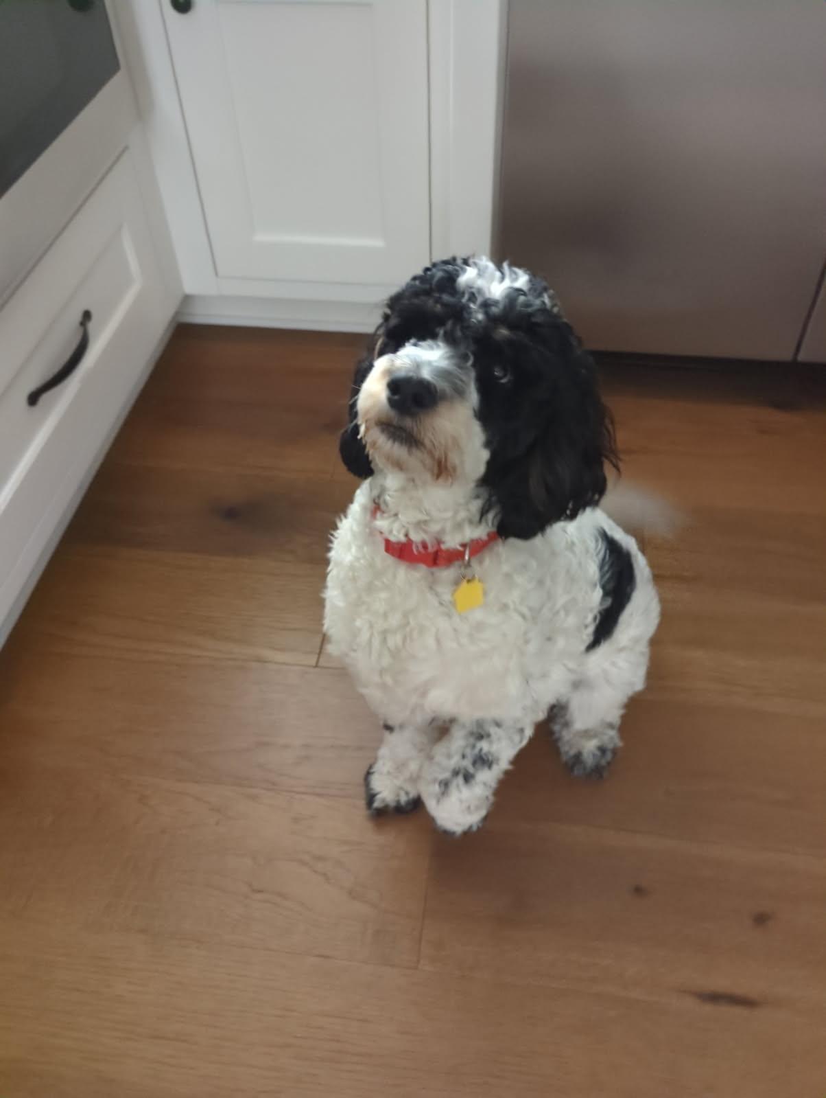 Sampson