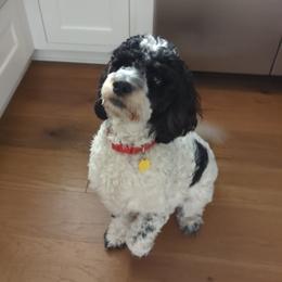 Sampson - Springerdoodle
