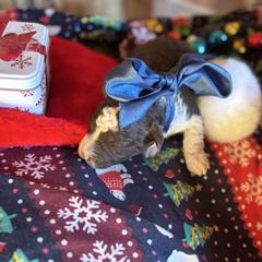 Boy 1 - Brown male Corgipoo puppy in Junction, Utah from Sugar Doodles