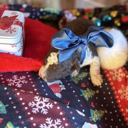 Boy 1 - Brown male Corgipoo puppy in Junction, Utah from Sugar Doodles