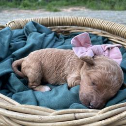 Wendy - Parti female Goldendoodle puppy in Pittsburg, Texas from Peachy Pine Goldendoodles