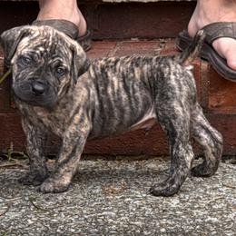 Huck - Brindle male Boerboel puppy in Bon Aqua, Tennessee from Erickson Ranch Boerboels