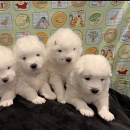 Samoyed Puppies from Samoyed Puppies
