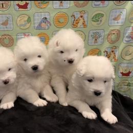 Samoyed Puppies from Samoyed Puppies