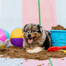 Captain - Blue merle male Australian Shepherd puppy in Eubank, Kentucky from Ashlee's Aussies