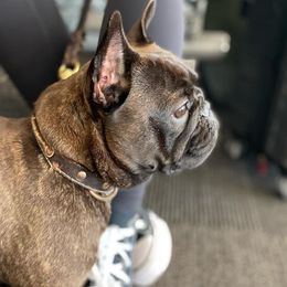 French Bulldogs from Messiahs
