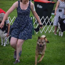 Kishu Ken All Grown Up from Ourou Sou