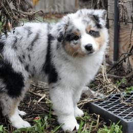Australian Shepherd Puppies from Ashfall Australian Shepherds