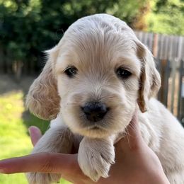 Betty - Goldendoodle puppy in Salem, Oregon from Capital Doodles